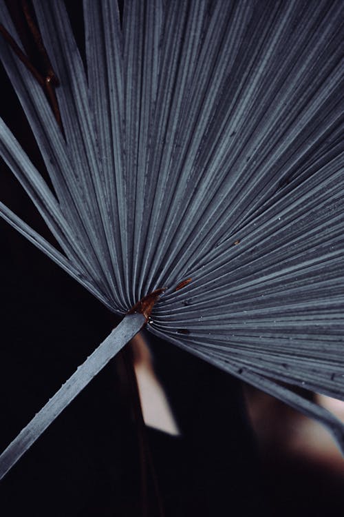 Close up of Huge Leaf