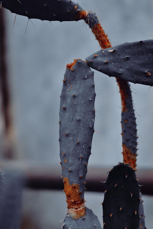 Close-up of Prickly Pear Cactus 