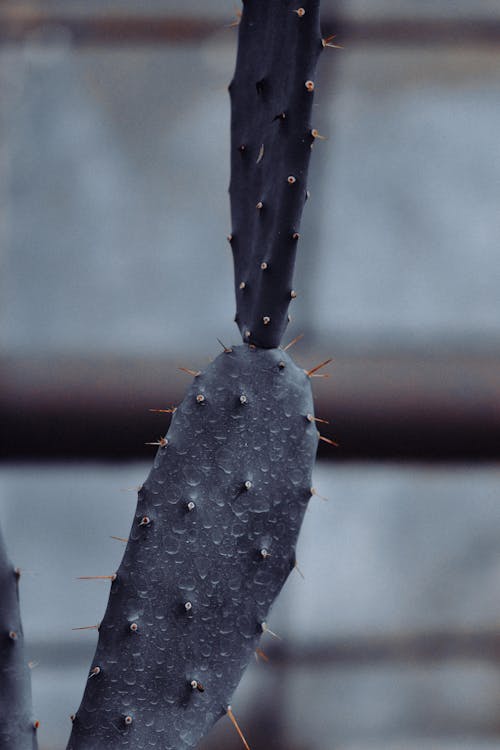 Close-up of Prickly Pear Cactus 
