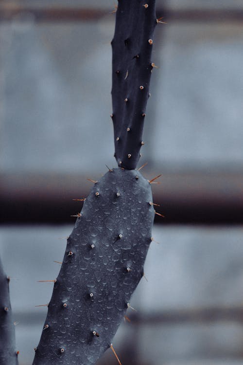 Základová fotografie zdarma na téma detail, flóra, kaktus