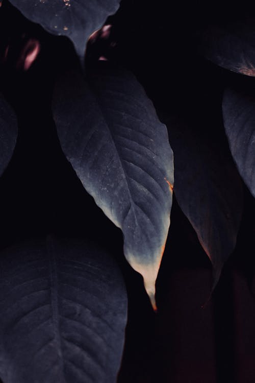 Close-up of Dark Green Plant Leaves 