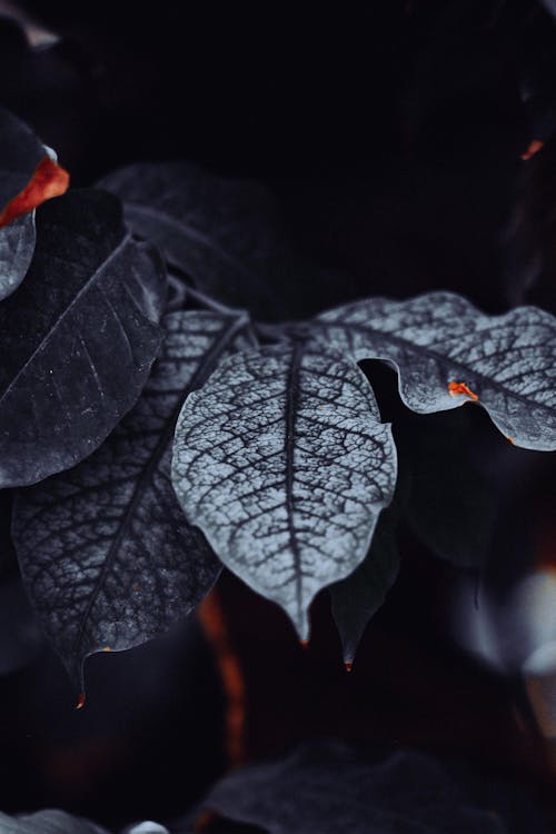 Close-up of Dark Green Plant Leaves 