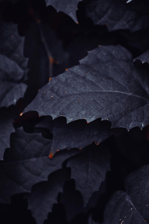 Close-up of Dark Green Plant Leaves