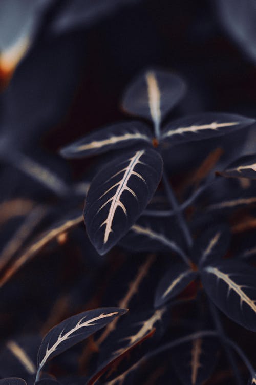 Close-up of Ruellia Devosiana Plant Leaves 