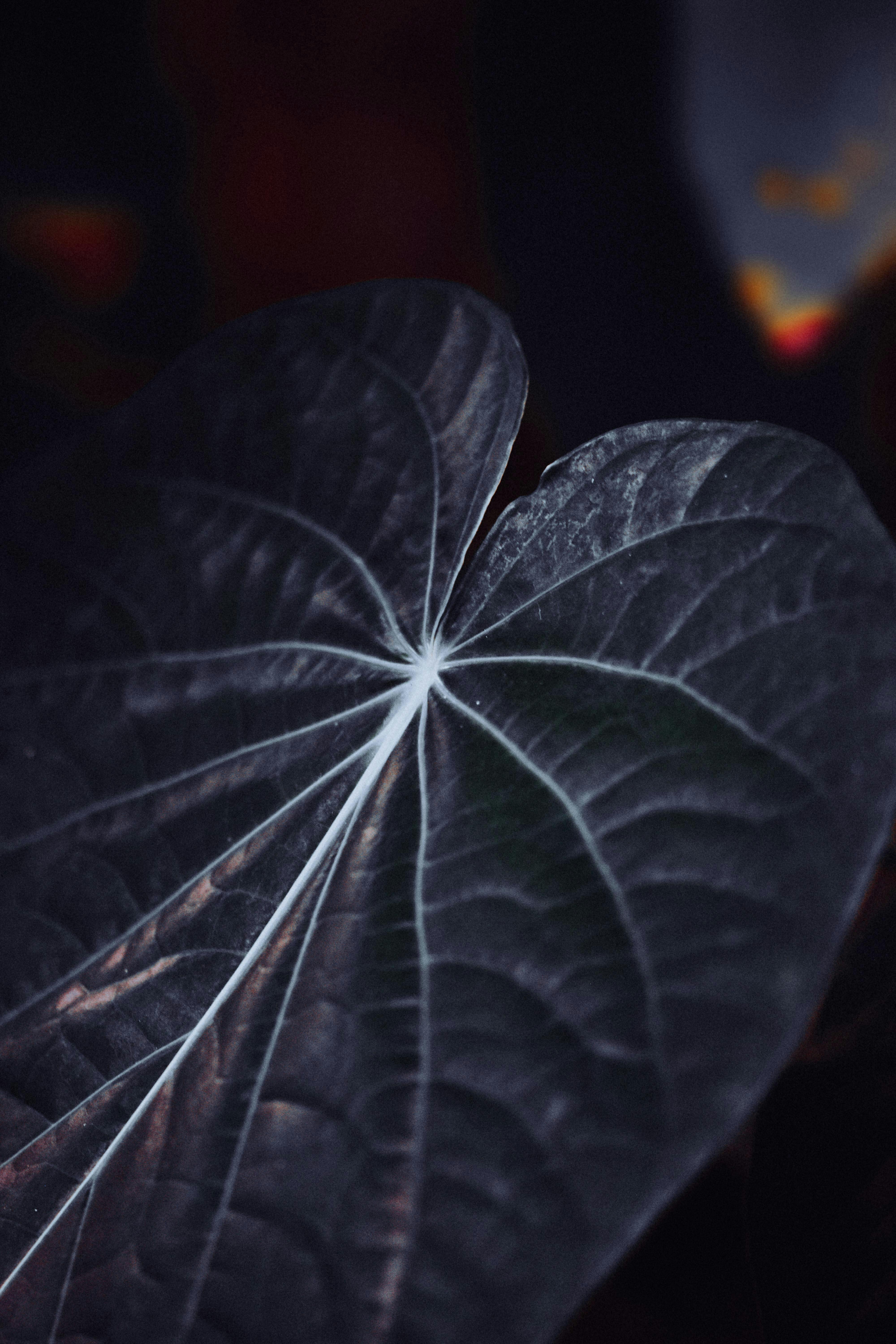 leaf at night