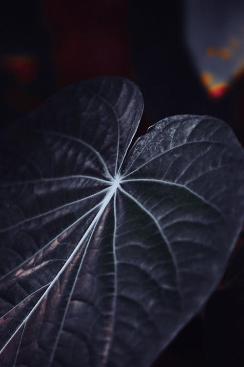Leaf at Night