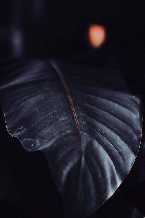 Big Leaf at Night