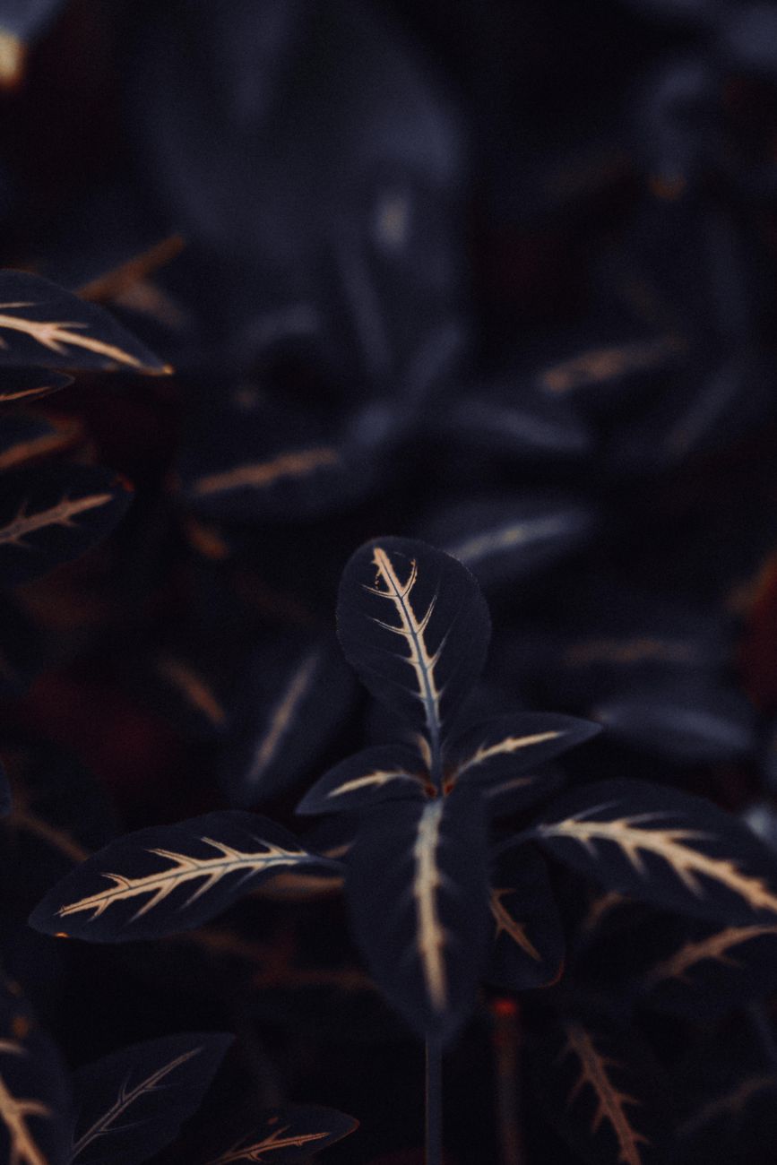 A close-up shot of dark leaves with prominent veins, showcasing a moody and lush texture.