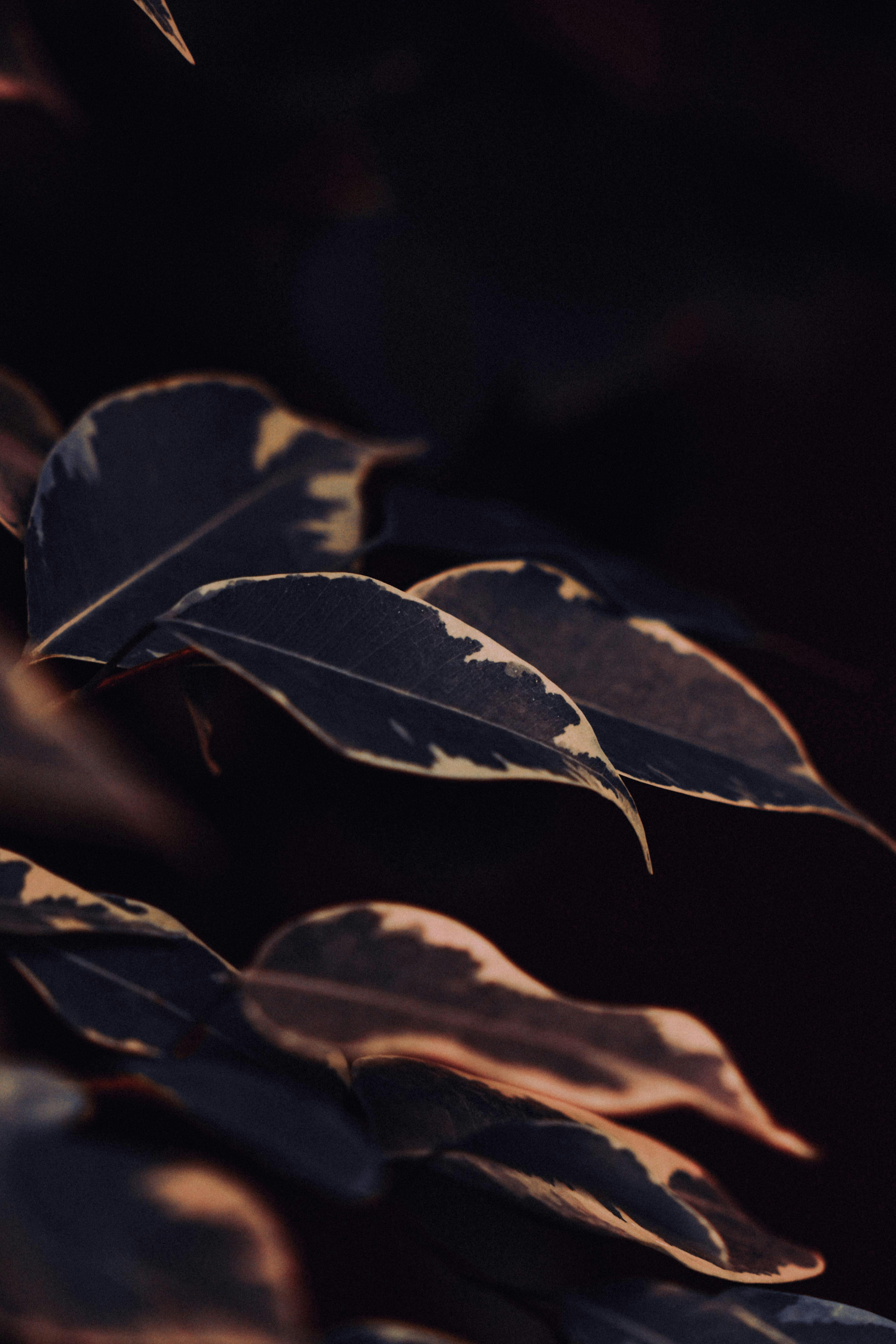 무료 ficus, 거친, 경치의 무료 스톡 사진