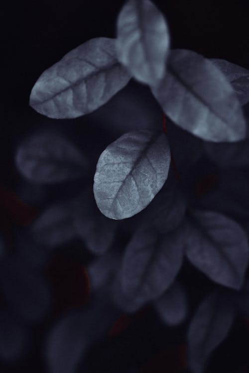 Plants in Gray