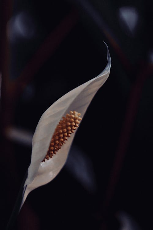 Close-up of a Peace Lily Flower
