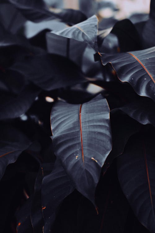 Big Leaves of Plant