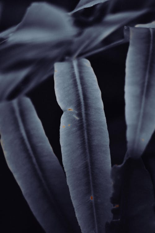 Close up of Plant Leaves in Gray