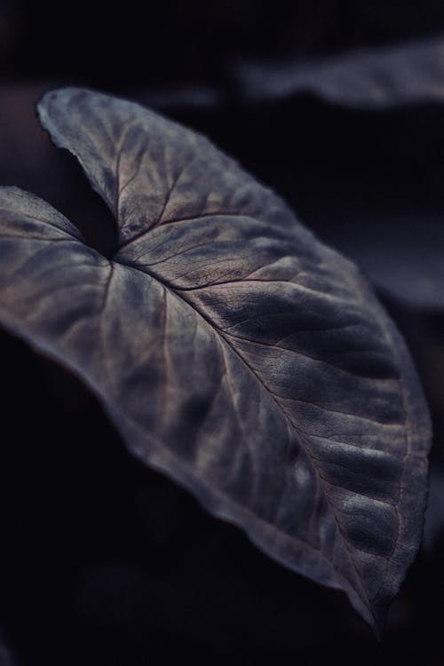 Close-up of an Alocasia Leaf 