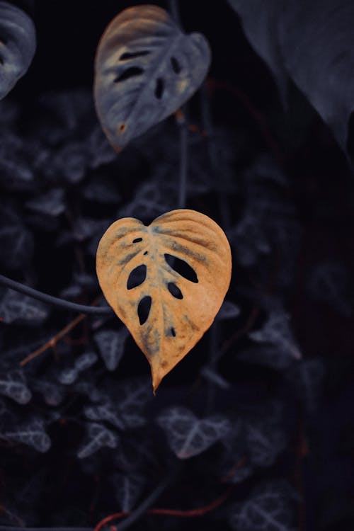 Yellow, Autumn Leaf at Night