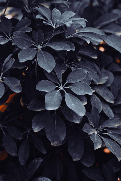 Close up of Bush Leaves