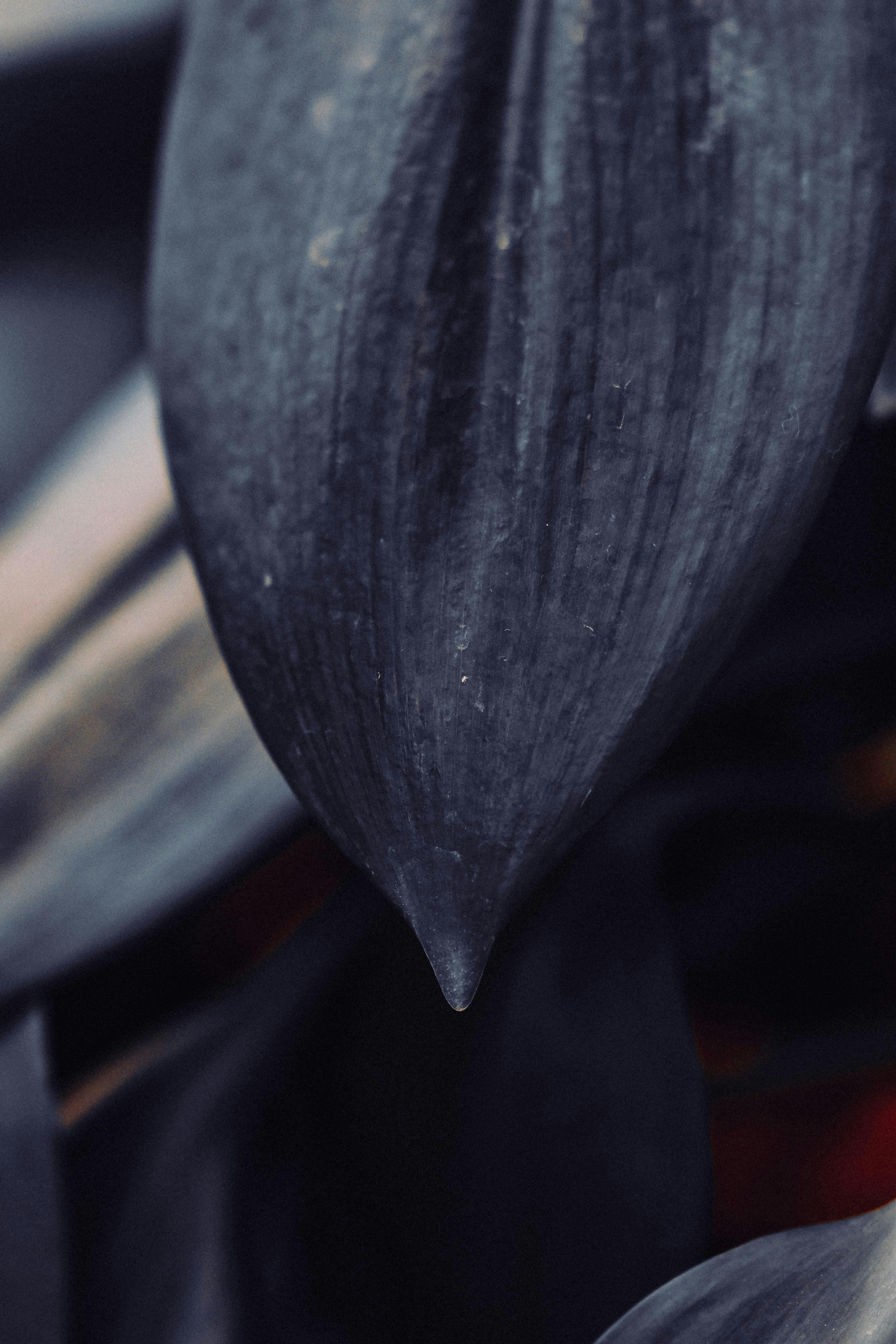 Gratuit Imagine de stoc gratuită din a închide, abstract, alb-negru Fotografie de stoc