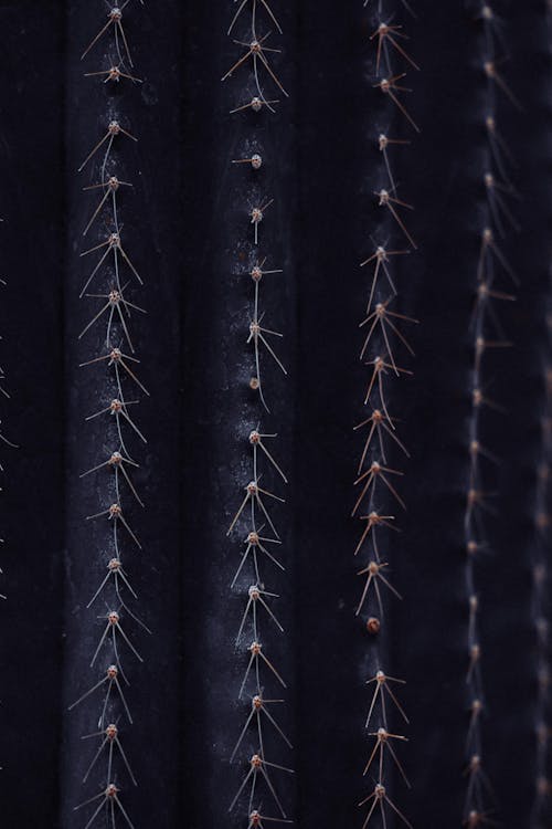 Close-up of a Cactus with Sharp Surface 