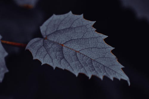 Dark Leaf in Close-up View