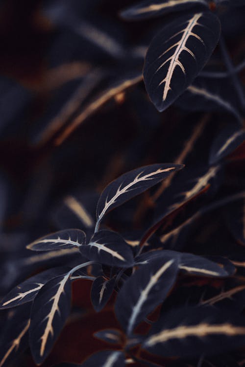 Black Leaves of Plant