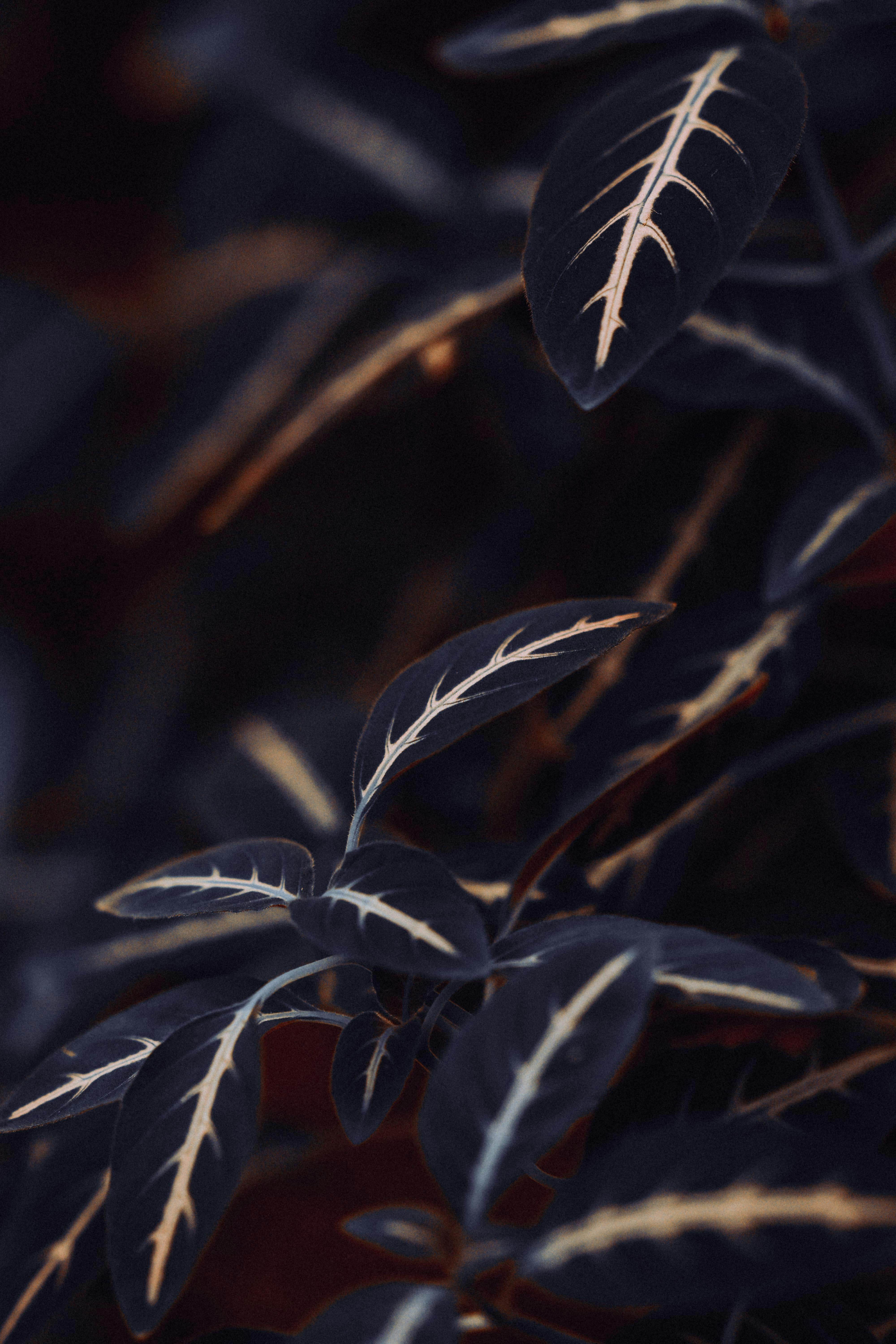 Black Leaves of Plant · Free Stock Photo