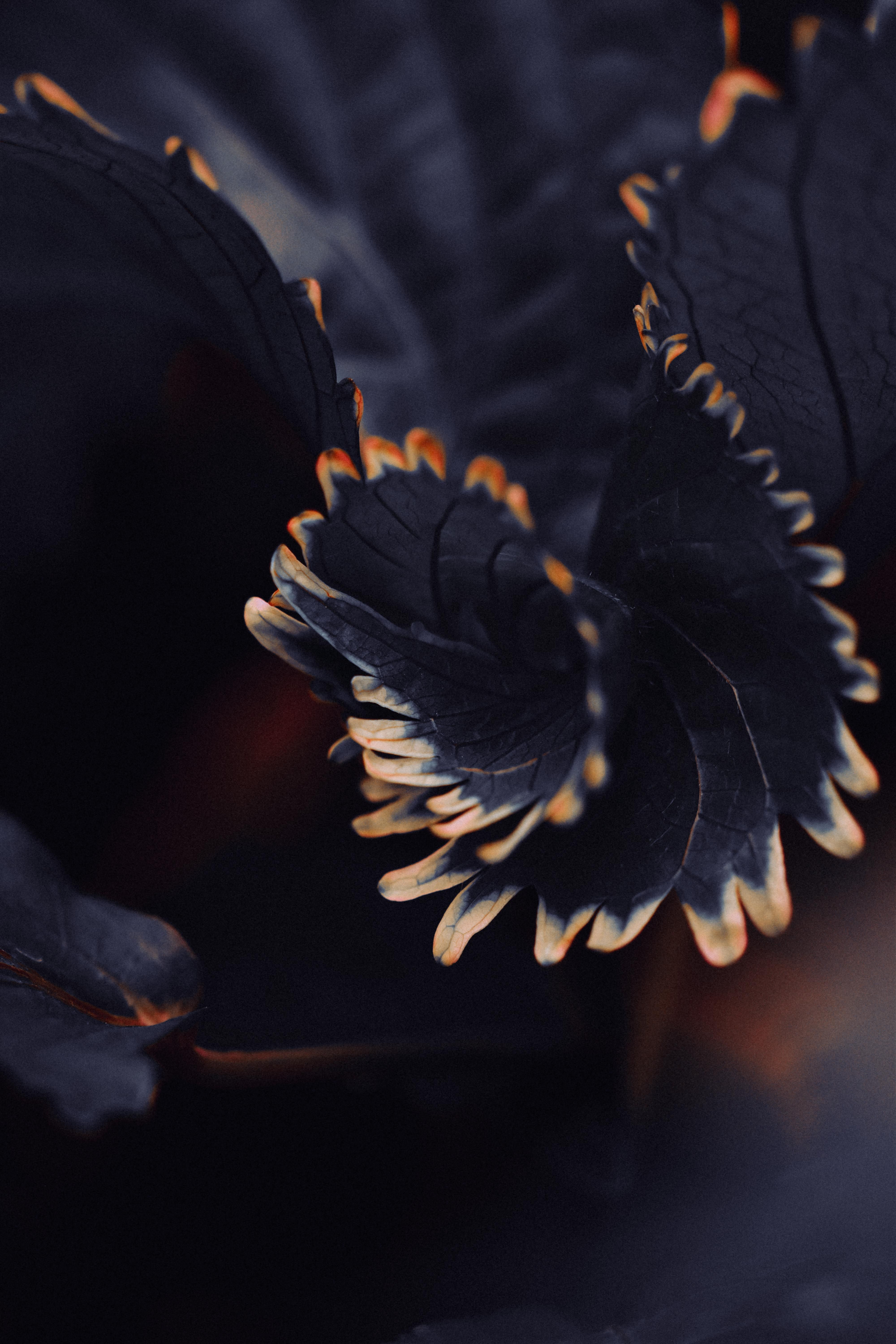 A detailed close-up of dark foliage with intricate textures and subtle lighting.