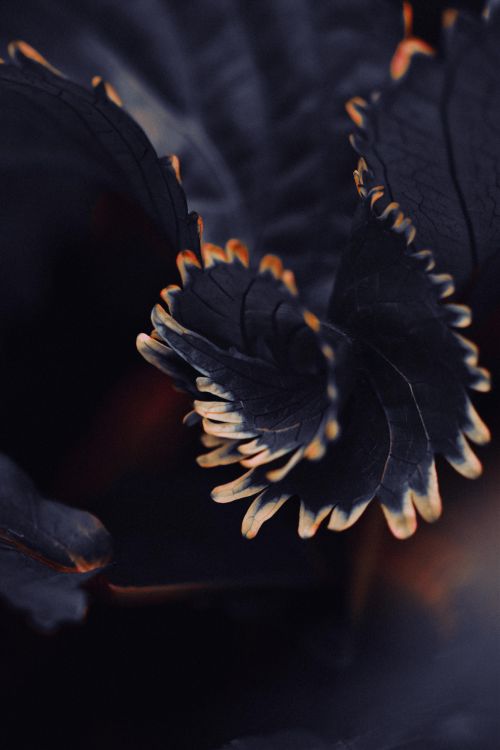 Free A detailed close-up of dark foliage with intricate textures and subtle lighting. Stock Photo