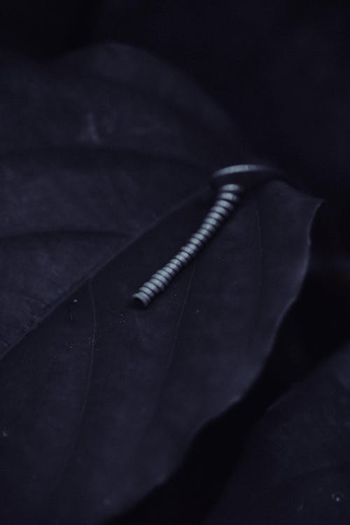 White Stripes on Black Leaf