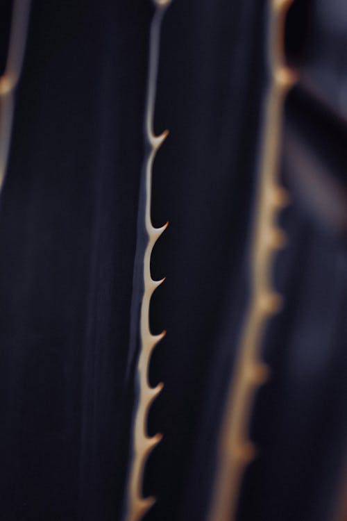 Cactus Spikes in Close-up View