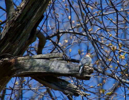 Woodpecker Perch