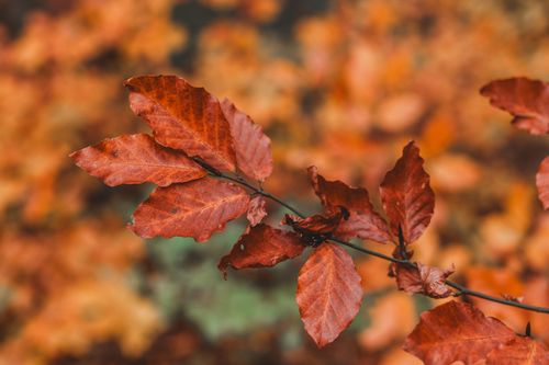 Free A detailed view of red autumn leaves on a branch showcasing the seasonal beauty. Stock Photo