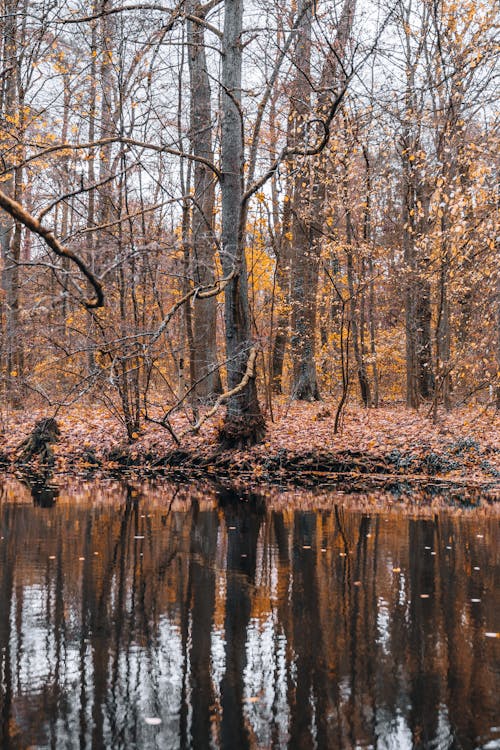 가을, 가지, 나무의 무료 스톡 사진