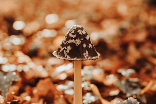 Ilmainen kuvapankkikuva tunnisteilla bokeh, coprinopsis picacea, harakka sieni