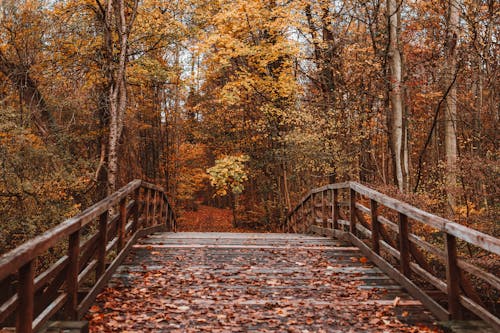 Footbridge in Woods in Autumn