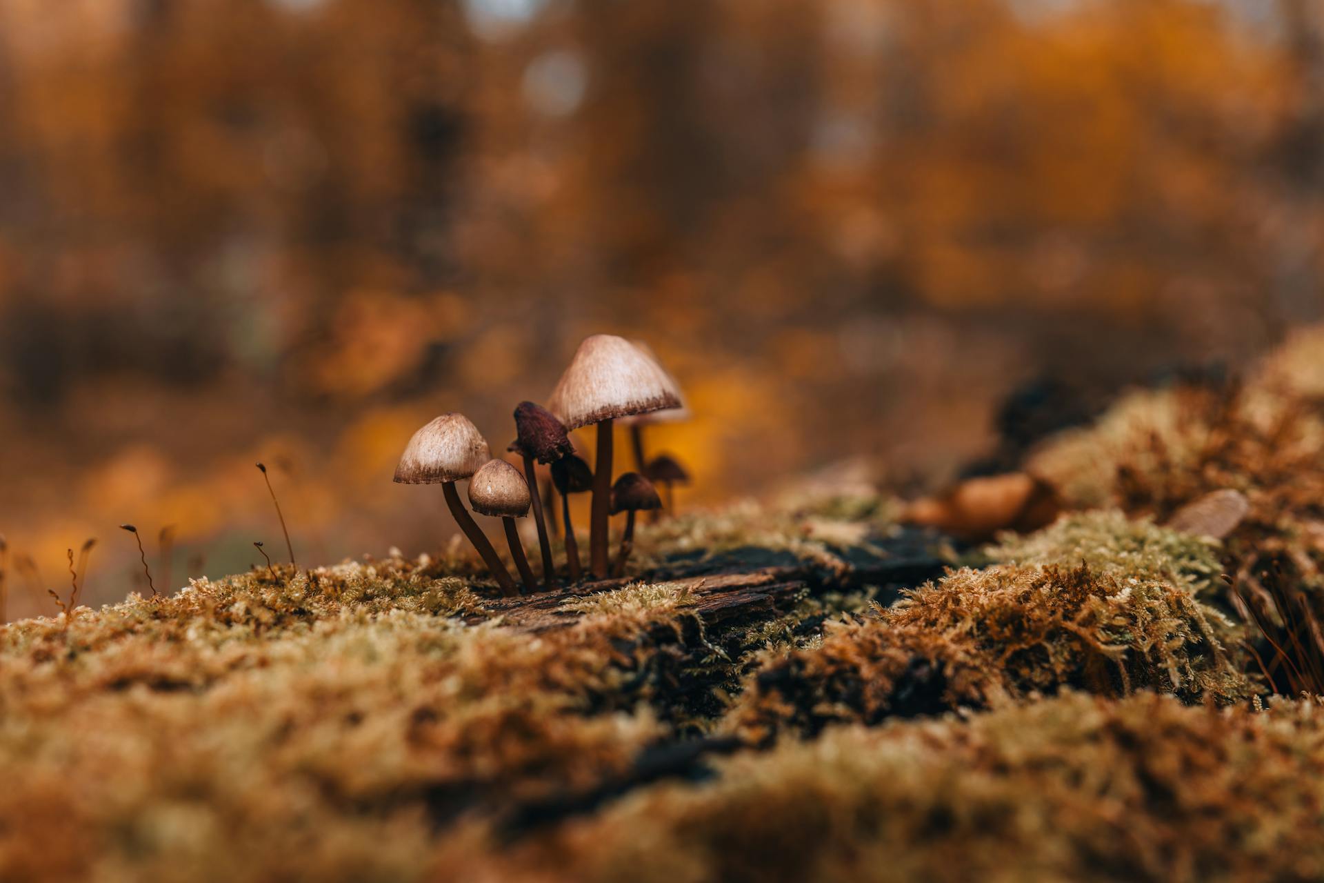 Discover the beauty of mushrooms thriving on a mossy log in an autumn forest wonderland.