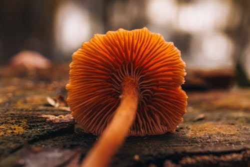 Pileus of Mushroom