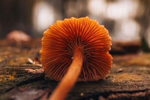 Free Detailed macro shot of a mushroom on a forest floor with soft bokeh. Stock Photo