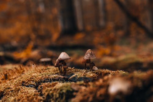 Fungi in Forest