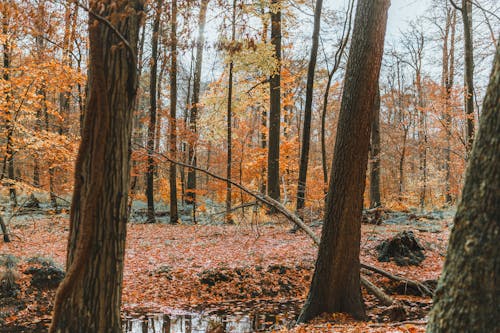 Trees by Swamp in Autumn