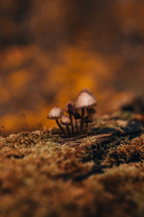 Free Detailed look at mushrooms growing on moss-covered ground in fall forest. Stock Photo