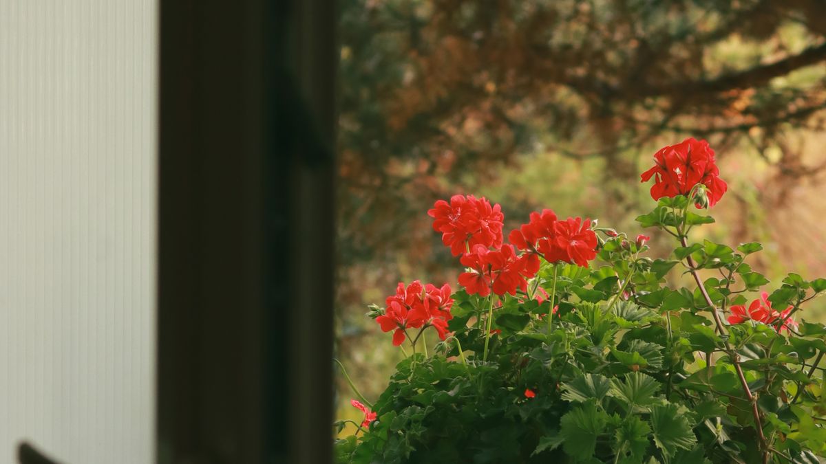 Comment choisir les meilleures plantes pour un balcon ensoleillé à Angers