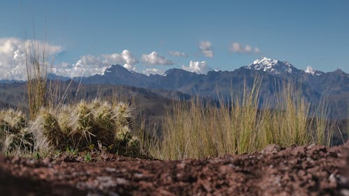 Бесплатное стоковое фото с cusco, высокая трава, горы анды