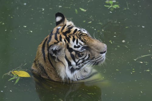 Δωρεάν στοκ φωτογραφιών με harimau, άγριο ζώο, αρπακτικό