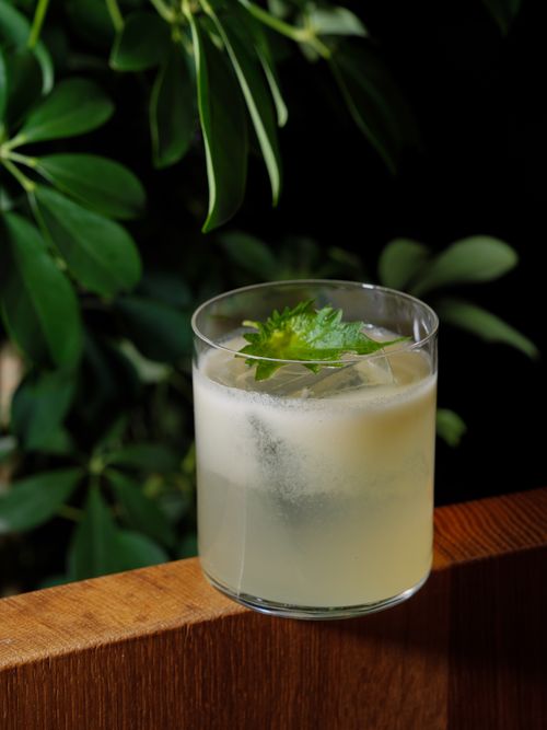 Free Chilled cocktail in a glass with green leaf garnish, set against lush foliage. Stock Photo