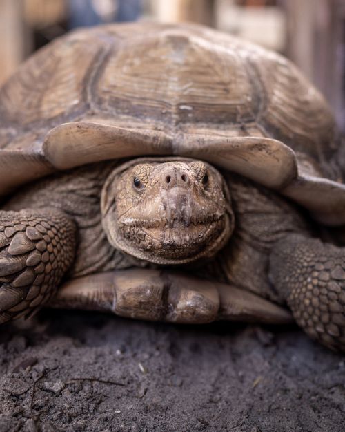 Free Detailed close-up of a Sulcata tortoise resting on dirt with its shell visible, showcasing texture and natural habitat. Stock Photo