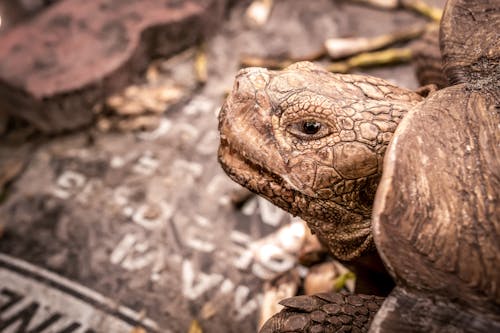 A tortoise is looking at the camera