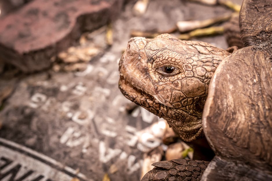 Endangered Species - The Importance of Conservation