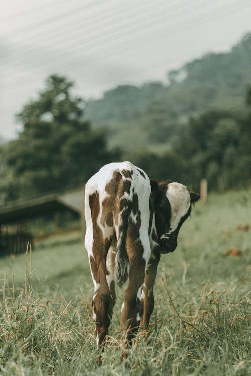 Gratis lagerfoto af dyrefotografering, græsgang, kalv