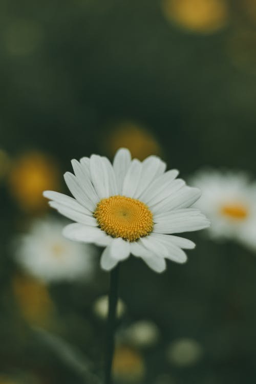 Delicate Blooming Daisy