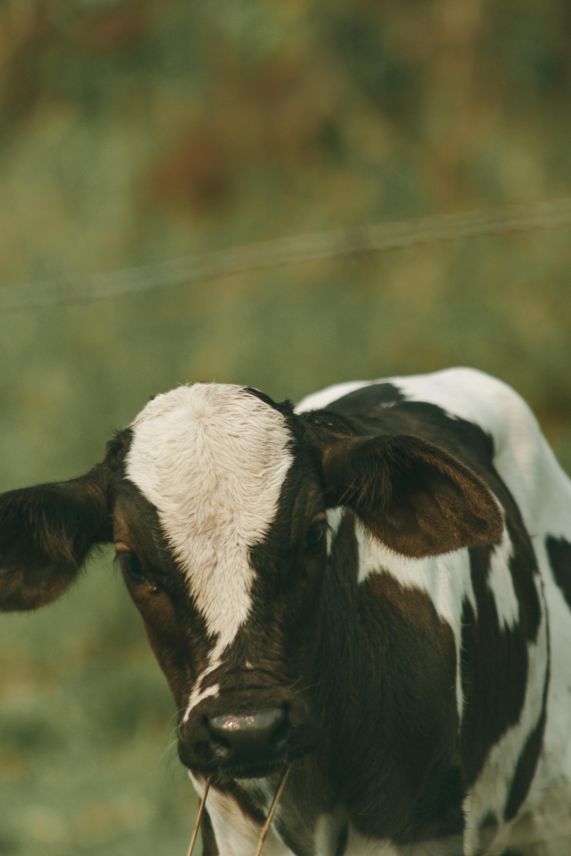 Free Adorable calf curiously poses for a close-up shot in a serene outdoor setting. Stock Photo